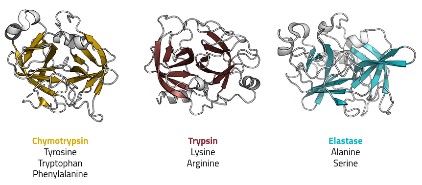 Representation of three important serine proteases (trypsin, chymotrypsin and elastase)